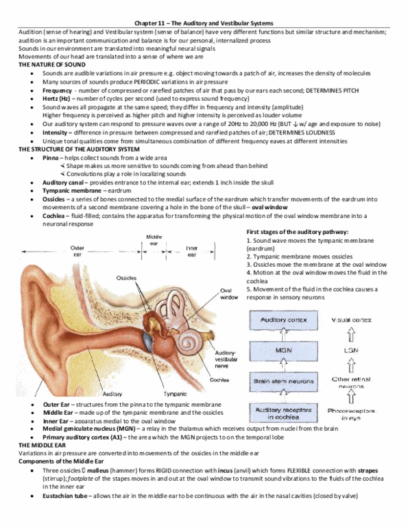 NROC64H3 Chapter Notes - Chapter 11: Oval Window, Auditory System, Vestibular Nuclei thumbnail