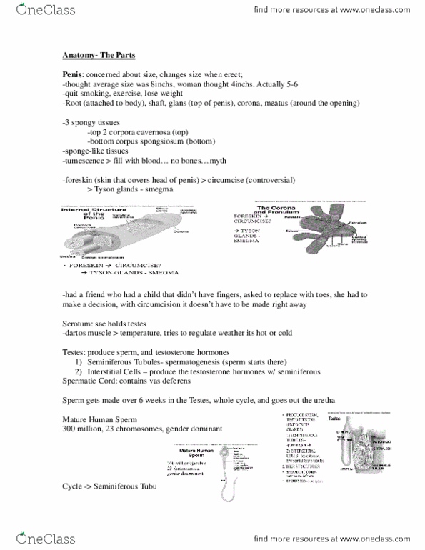 SMF204 Lecture Notes - Lecture 1: Testicle, Egg Cell, Endometrium thumbnail