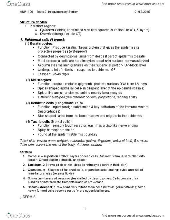 ANP 1106 Lecture Notes - Lecture 2: Cyanosis, Merocrine, Bending thumbnail