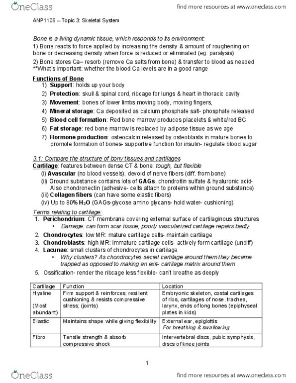 ANP 1106 Lecture Notes - Lecture 3: Shoulder Joint, Bone Resorption, Deltoid Muscle thumbnail