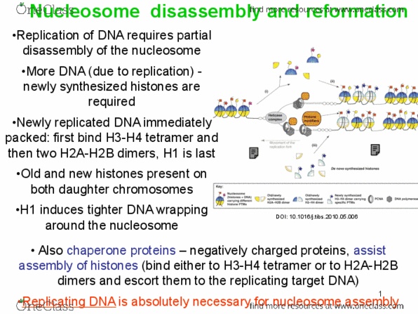 BIOL308 Lecture Notes - Lecture 6: Actomyosin Ring, G0 Phase, Journal Of Human Genetics thumbnail