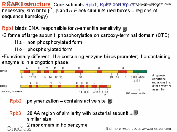 BIOL308 Lecture Notes - Lecture 15: X-Ray, Prentice Hall, Transcription Factor Ii B thumbnail