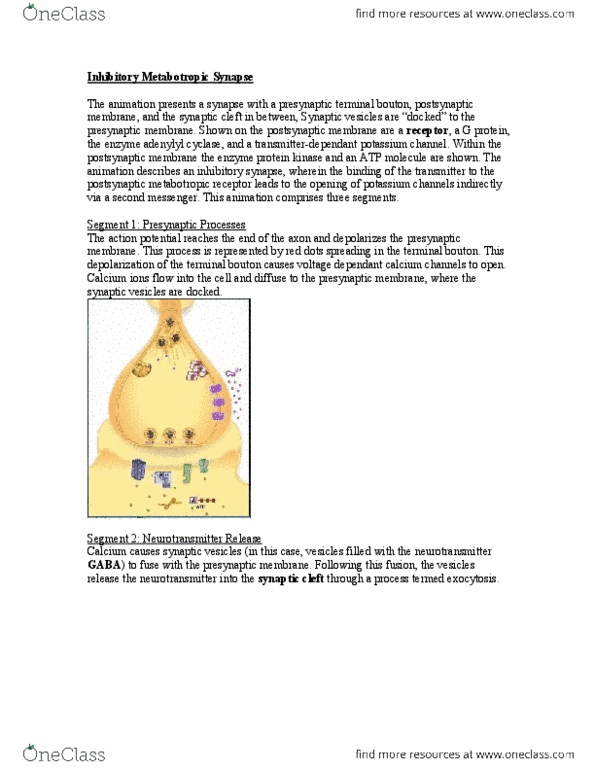 PSY397H5 Lecture Notes - Lecture 3: Protein Kinase, Resting Potential, Exocytosis thumbnail