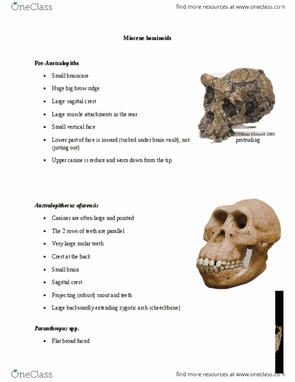 ANT101H5 Lecture Notes - Lecture 20: Australopithecus, Homo Heidelbergensis, Neanderthal thumbnail