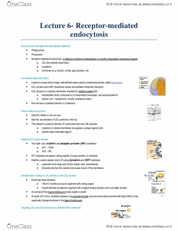 Biology 2382B Lecture Notes - Lecture 6: Autophagosome, Phagocytosis, Pinocytosis thumbnail