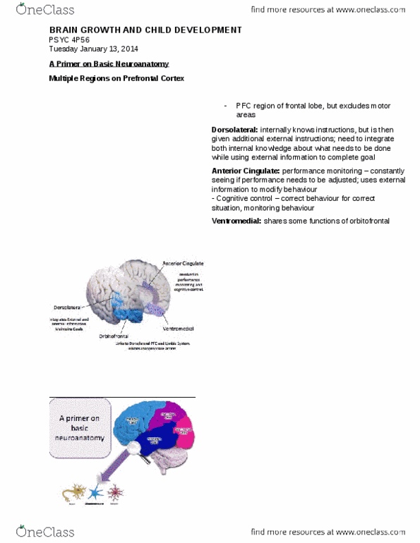 PSYC 4P56 Lecture Notes - Lecture 2: Orbitofrontal Cortex, Executive Functions, Hydrocephalus thumbnail