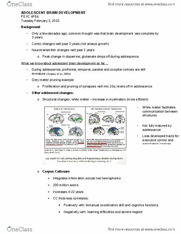 PSYC 4P56 Lecture Notes - Lecture 5: White Matter, Problem Solving, Surgency thumbnail