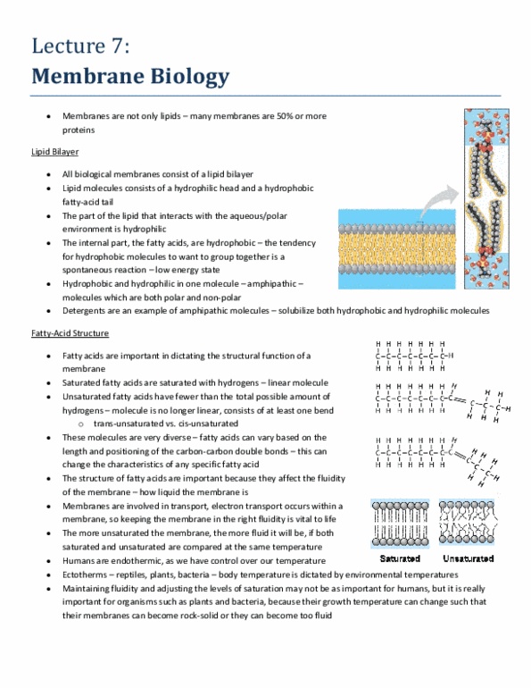 Biology 1002B Lecture Notes - Lecture 7: Phospholipid, Facilitated Diffusion, Cytosol thumbnail