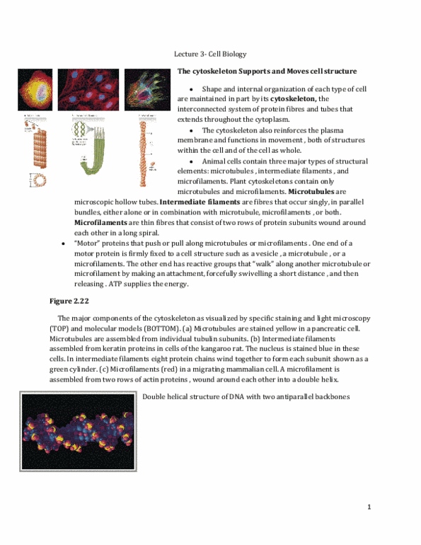 Biology 1001A Lecture Notes - Guanine, Nitrogenous Base thumbnail