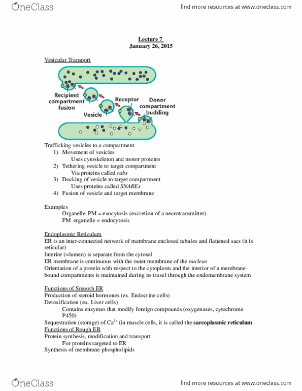 BIOL 1090 Lecture Notes - Lecture 7: Lysosome, Cytochrome P450, Peroxisome thumbnail