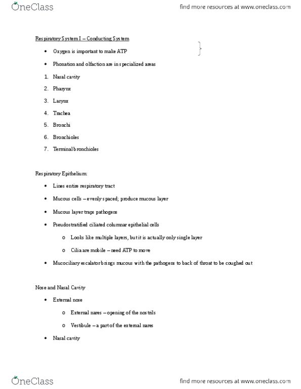 ANAT 101 Lecture Notes - Lecture 15: Epiglottis, Hyoid Bone, Pharynx thumbnail