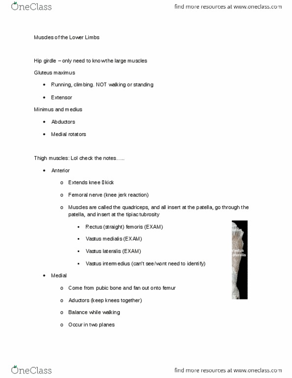 ANAT 101 Lecture Notes - Lecture 10: Adductor Longus Muscle, Ischial Tuberosity, Adductor Magnus Muscle thumbnail