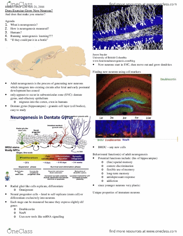 HMB473H1 Lecture Notes - Lecture 9: Dentate Gyrus, Plasmin, Euchromatin thumbnail