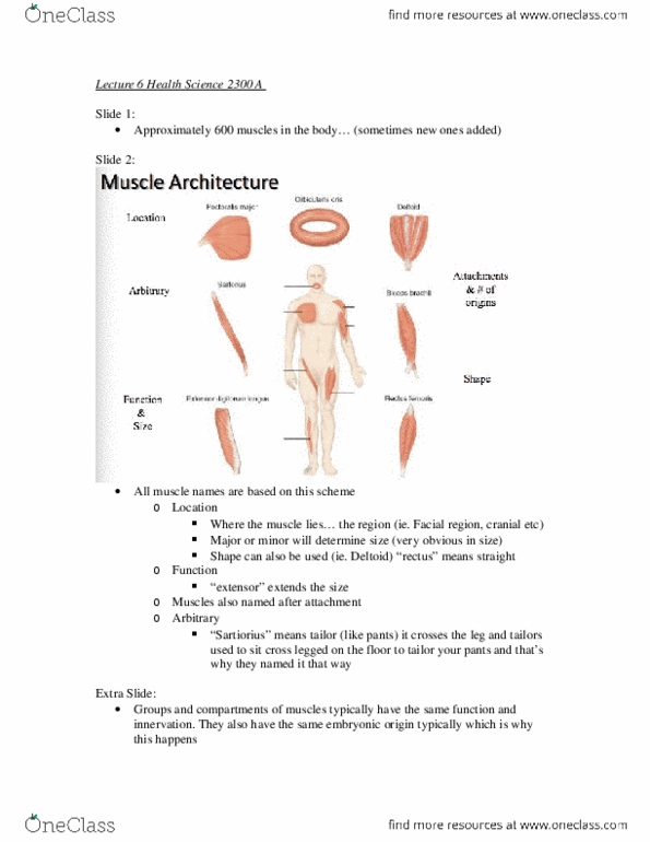 Health Sciences 2300A/B Lecture Notes - Lecture 6: Anatomical Terms Of Motion, Buccinator Muscle, Eyelid thumbnail