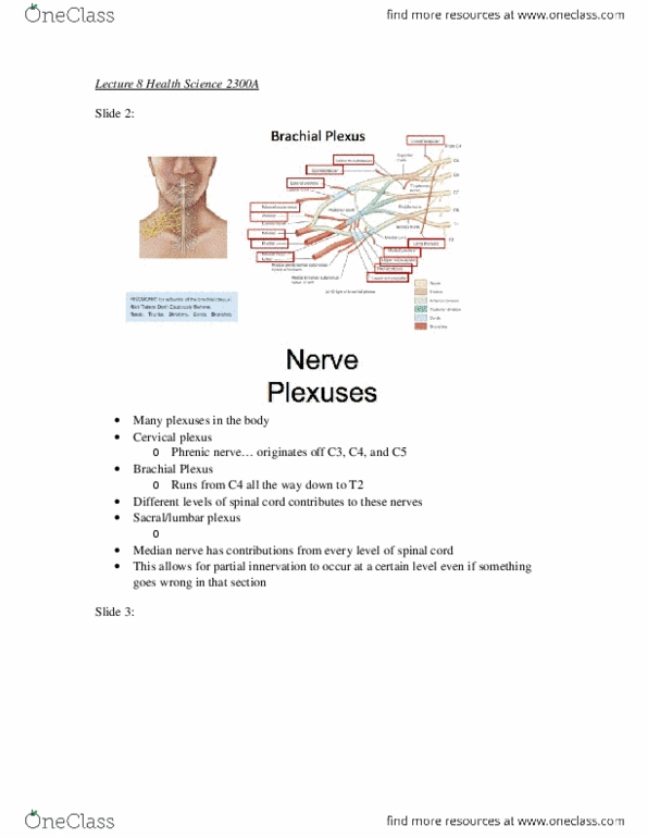 Health Sciences 2300A/B Lecture Notes - Lecture 8: Anatomical Terms Of Motion, Scapula, Supinator Muscle thumbnail