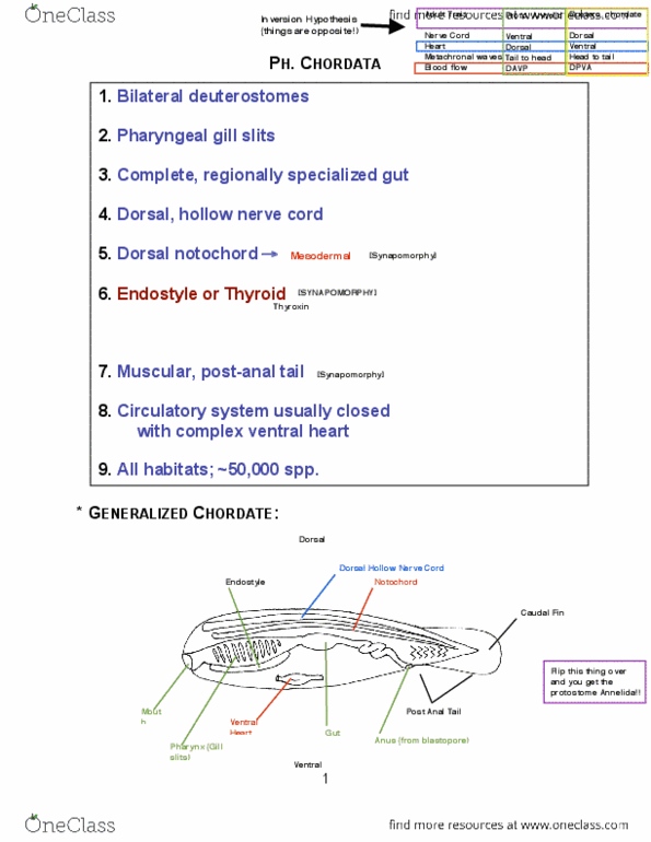 BIOL 205 Lecture 13: Chordata1.pdf thumbnail