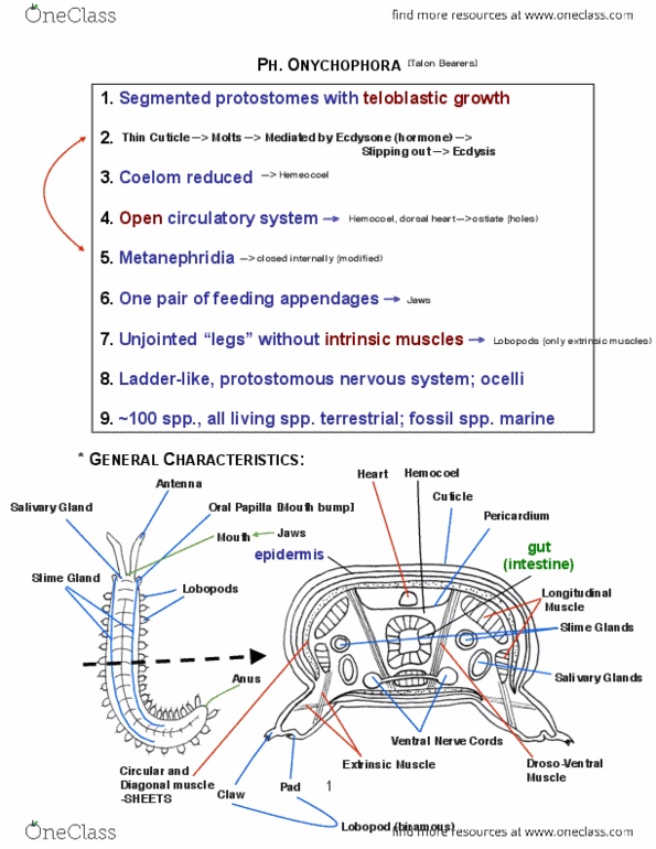 BIOL 205 Lecture 8: Onychophora1.pdf thumbnail