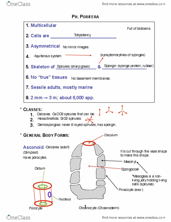 BIOL 205 Lecture Notes - Lecture 3: Mesoglea, Mesohyl, Gas Exchange thumbnail