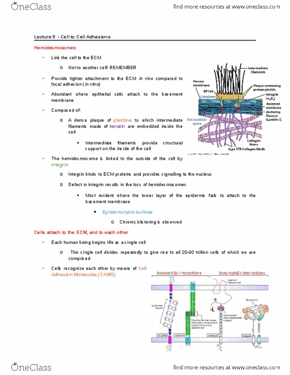 BIOL 2520 Lecture Notes - Lecture 9: Cyclic Adenosine Monophosphate, Neutrophil, Mitosis thumbnail