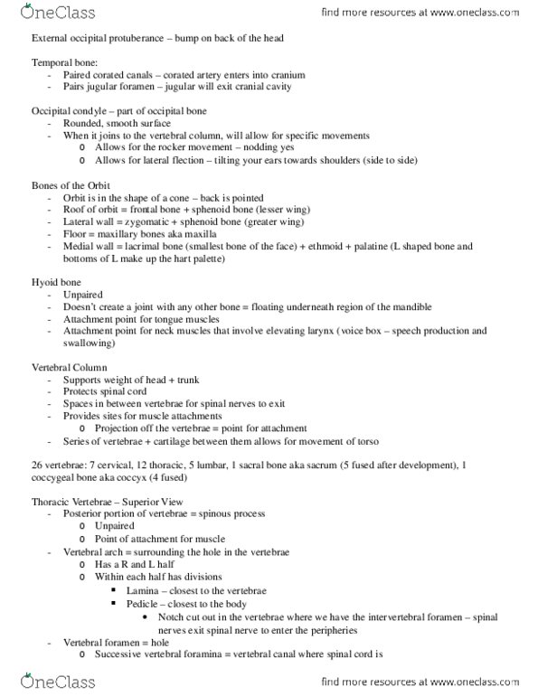 KINESIOL 1A03 Lecture Notes - Lecture 16: Sternum, Hyoid Bone thumbnail