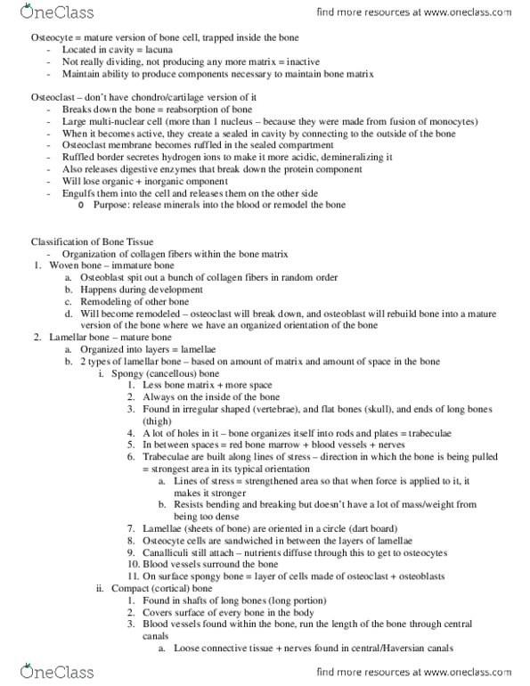 KINESIOL 1A03 Lecture Notes - Lecture 7: Scapula thumbnail