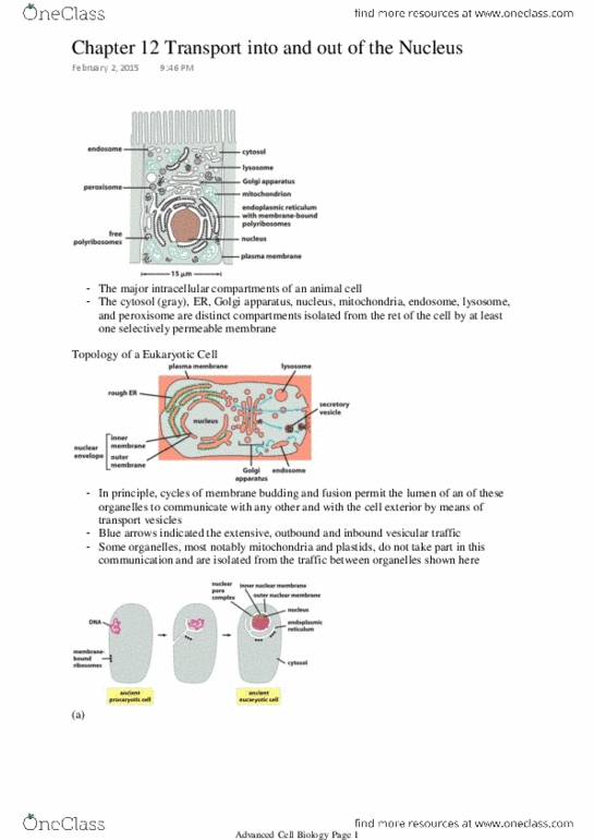 BIOL 3530 Chapter Notes - Chapter 12: Nuclear Localization Sequence, Nuclear Pore, Nuclear Export Signal thumbnail