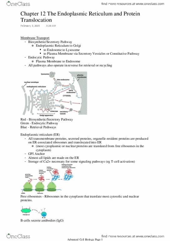 BIOL 3530 Chapter Notes - Chapter 12: Endoplasmic Reticulum, Sec61, Secretion thumbnail