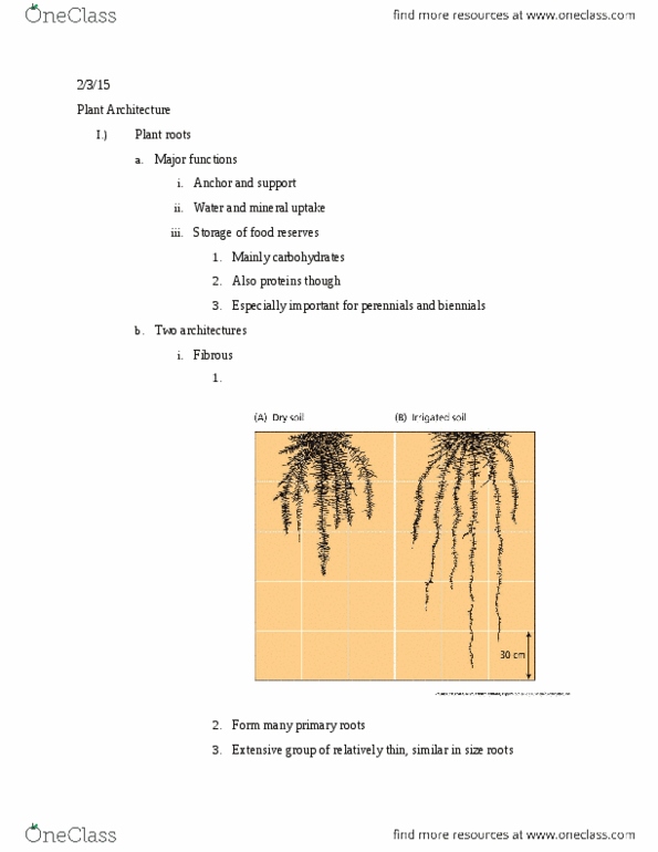 PLNT_S 2125 Lecture Notes - Lecture 3: Root Cap, Lateral Root, Taproot thumbnail