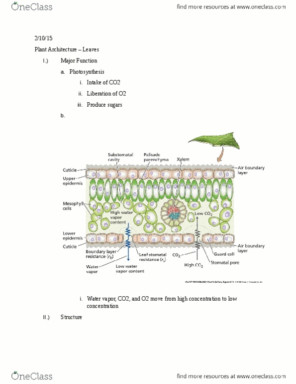 PLNT_S 2125 Lecture Notes - Lecture 5: Palisade Cell, Guard Cell, Boundary Layer thumbnail