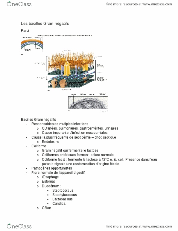 HSS 1500 Lecture Notes - Lecture 3: Bacillus Cereus, Shigella Dysenteriae, Campylobacter thumbnail