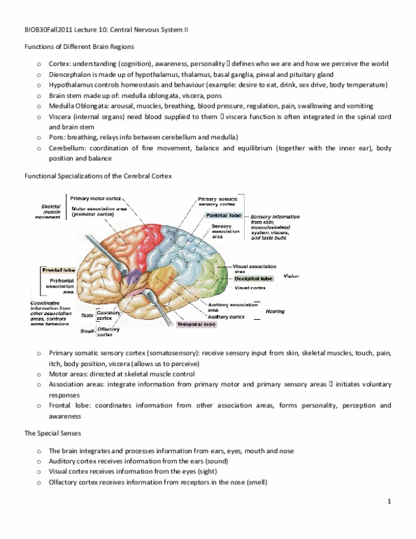 BIOB34H3 Lecture Notes - Lecture 10: Primary Motor Cortex, Sensory Cortex, Auditory Cortex thumbnail