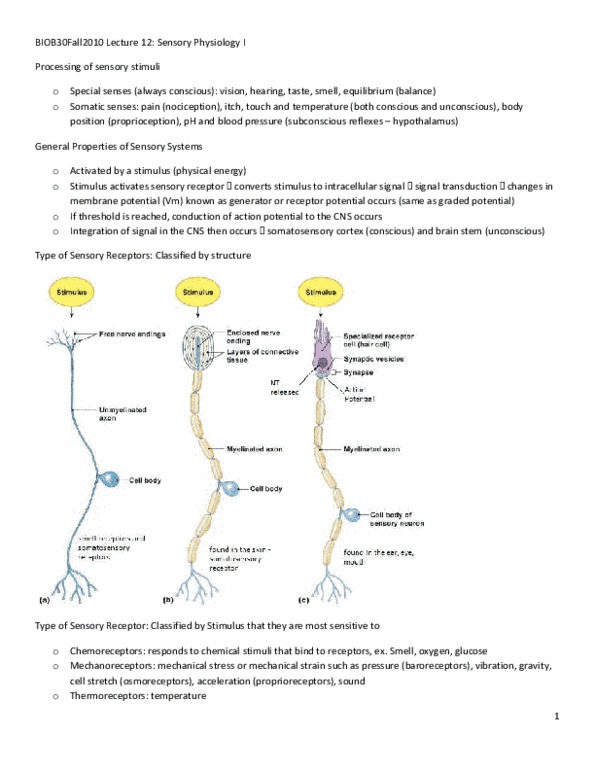BIOB34H3 Lecture Notes - Lecture 12: Action Potential, Lamellar Corpuscle, Myelin thumbnail