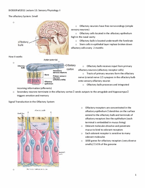 BIOB34H3 Lecture Notes - Lecture 13: Olfactory Bulb, Olfactory Epithelium, Membrane Potential thumbnail