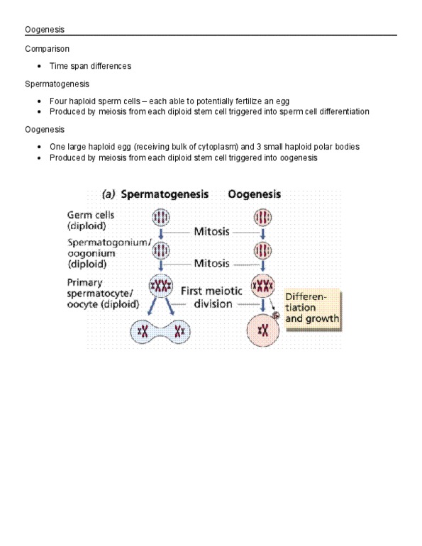 BIOC19H3 Chapter Notes -Oogenesis, Germ Cell, Meiosis thumbnail