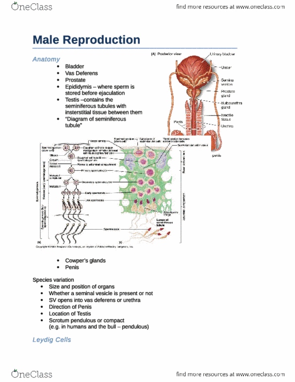 BIOL30001 : Male Reproduction (review notes) - OneClass