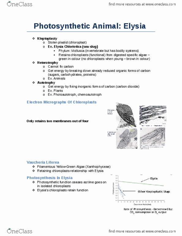 Biology 1002B Lecture Notes - Lecture 1: Vaucheria Litorea, Vaucheria, Kleptoplasty thumbnail