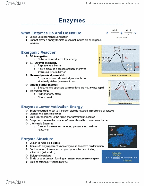 Biology 1002B Lecture Notes - Lecture 6: Dd-Transpeptidase, Endergonic Reaction, Exergonic Process thumbnail