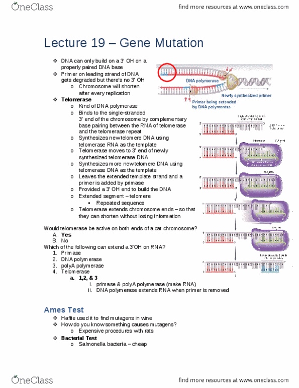 Biology 1002B Lecture Notes - Lecture 19: Telomerase Rna Component, Histidine, Telomerase thumbnail