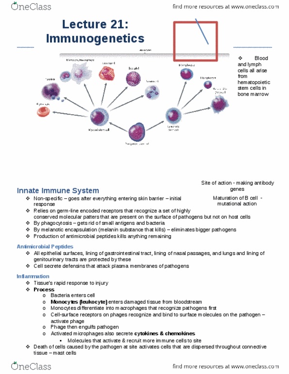 Biology 1002B Lecture Notes - Lecture 21: Adaptive Immune System, Lymph Node, Immunogenetics thumbnail