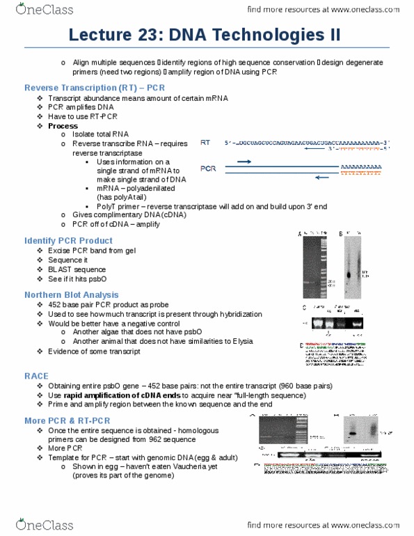 Biology 1002B Lecture Notes - Lecture 23: Reverse Transcriptase, Northern Blot, Reverse Transcription Polymerase Chain Reaction thumbnail