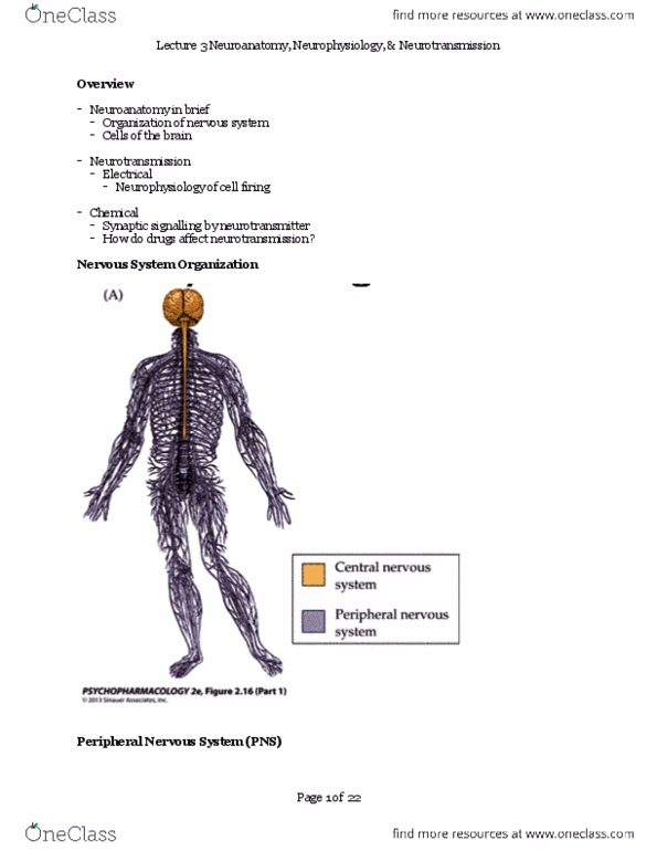 PSY 214 Lecture Notes - Lecture 3: Neurotransmission, Peripheral Nervous System, Autonomic Nervous System thumbnail