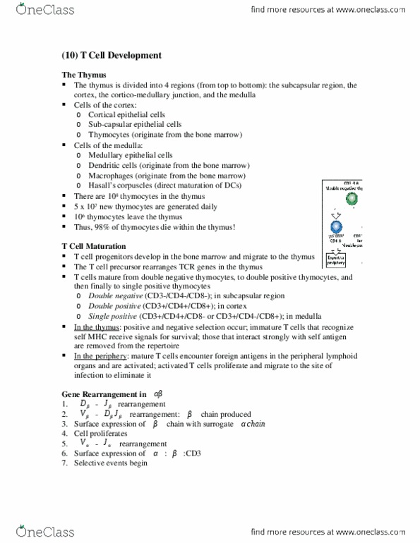HTHSCI 3I03 Chapter Notes - Chapter 9: Thymocyte, Bone Marrow, Mhc Restriction thumbnail