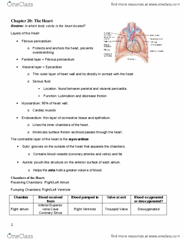 BIOL 1190 Lecture Notes - Lecture 13: T Wave, Cardiac Output, Sinoatrial Node thumbnail