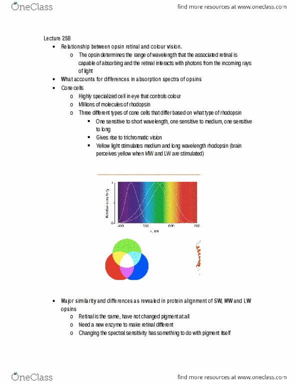 Biology 1002B Lecture Notes - Lecture 25: Dichromacy, Spectral Sensitivity, Opsin thumbnail