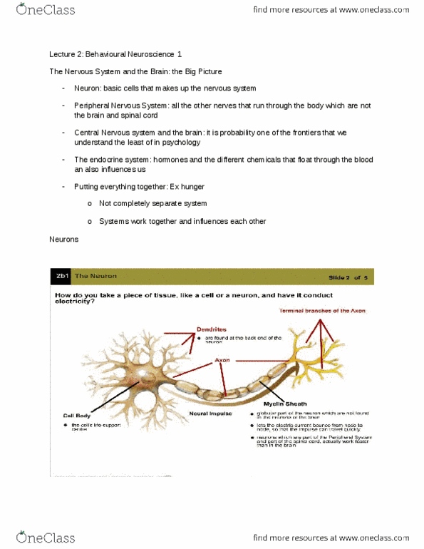 PSYCH101 Lecture Notes - Lecture 2: Peripheral Nervous System, Spinal Cord, Central Nervous System thumbnail