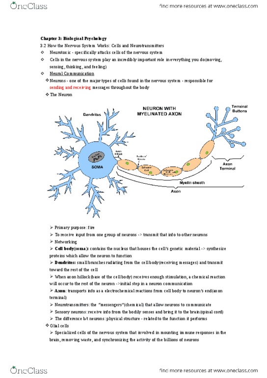 PSY100H1 Chapter Notes - Chapter 3: Peripheral Nervous System, Axon Hillock, Axon Terminal thumbnail