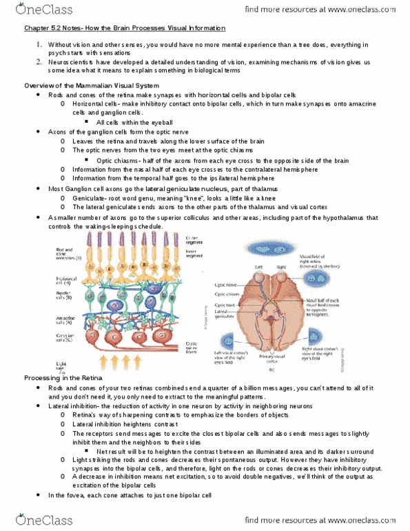 PSYCH261 Chapter 5.2-5.3: Chapter-5.2-5.3-notes.docx thumbnail