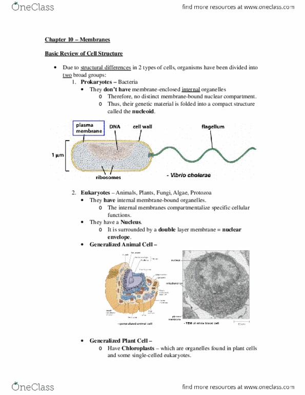 BIOL 2021 Lecture 2: Chapter 10 – Membrane Structure.docx thumbnail