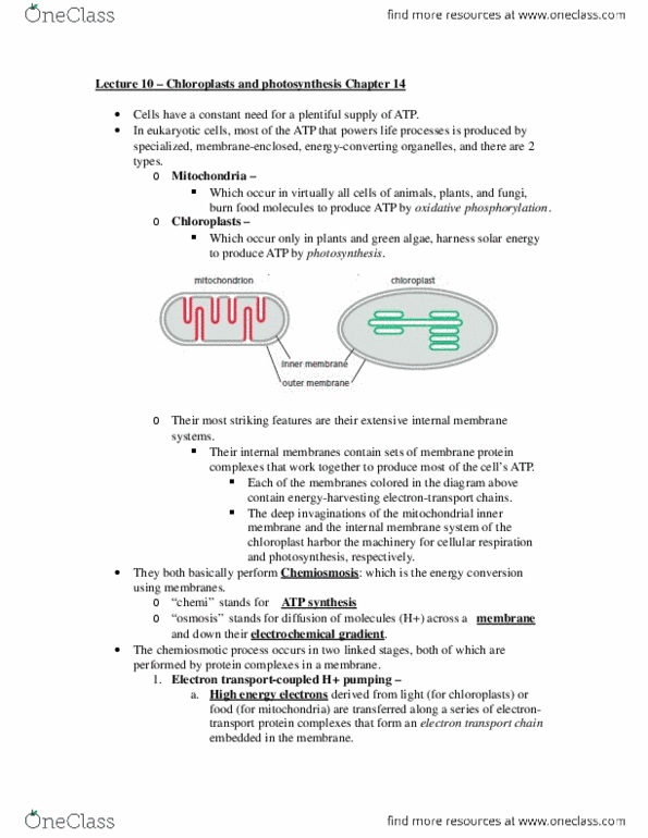 BIOL 2021 Lecture 10: Lecture 10 – Chloroplasts and photosynthesis Chapter 14.docx thumbnail