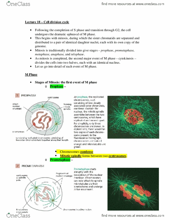 document preview image